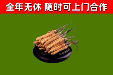 福建省回收冬虫夏草