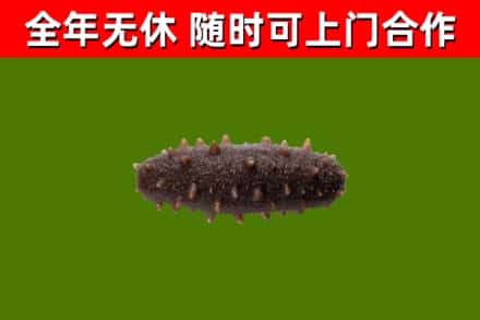 福建省回收海参干